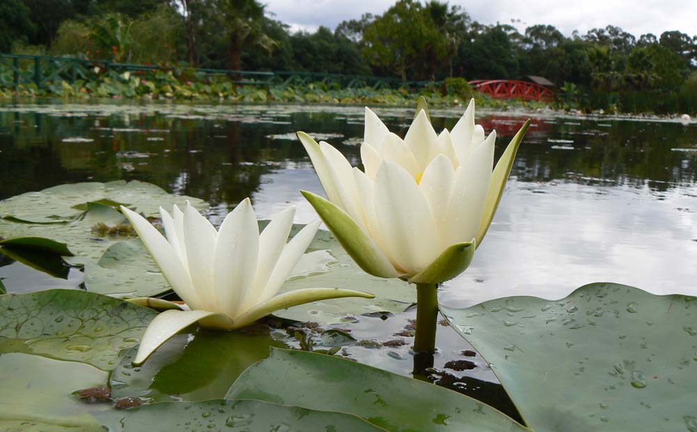 Waterlilies